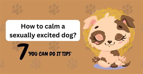 14 Ways to Calm a Sexually Excited Dog